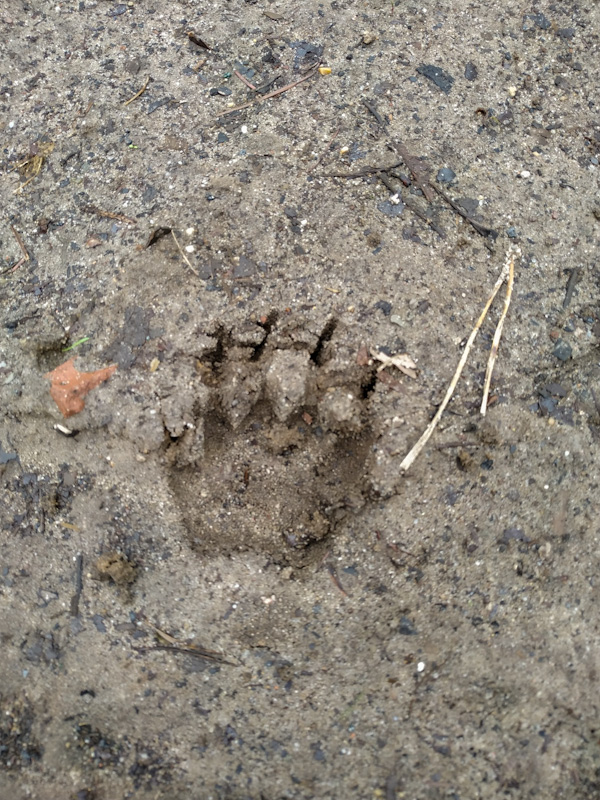 Dachsspur entdeckt beim Wandern mit Kindern