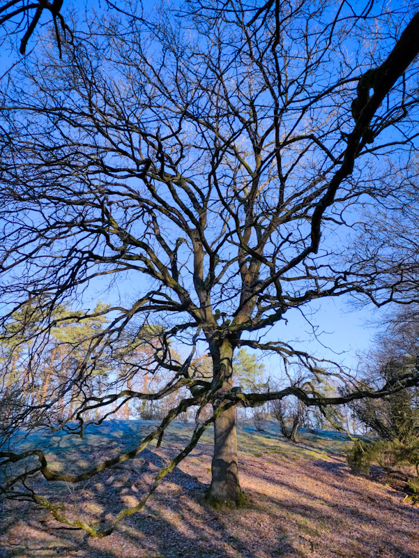 Imposanter Baum in der Westruper Heide