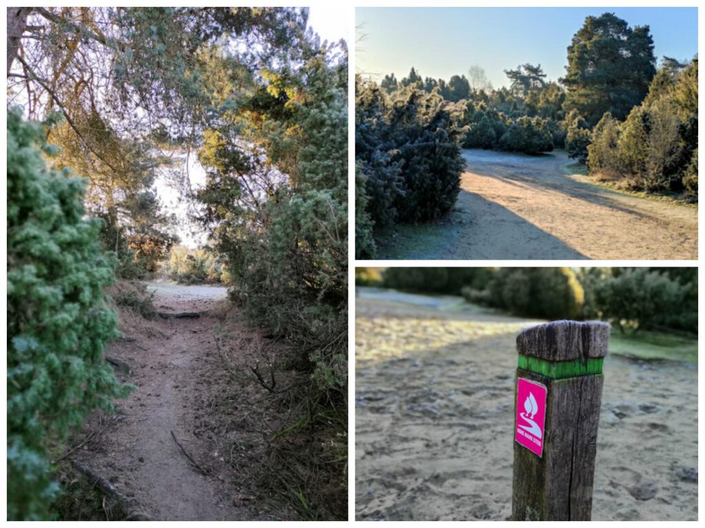 Wanderung durch die Westruper Heide im Walcholderdickicht