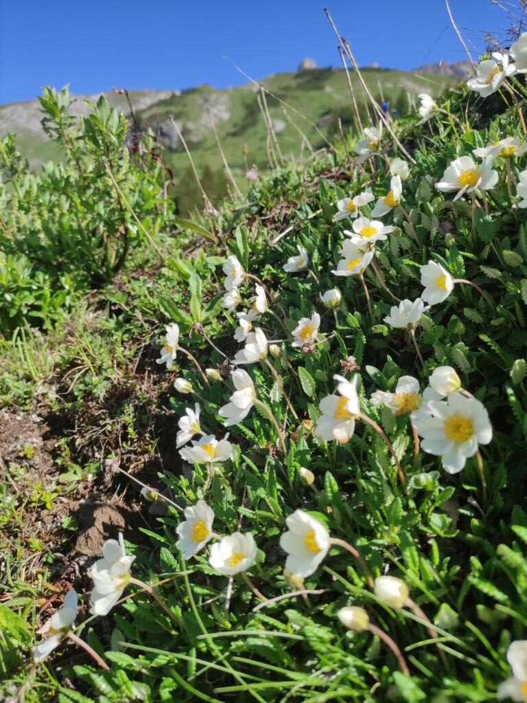 Alpenblumen