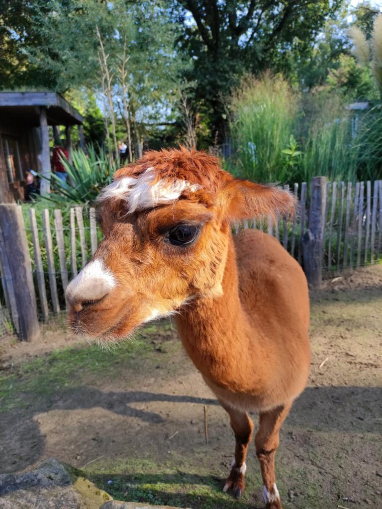 Alpaka hautnah im Tierpark Nordhorn