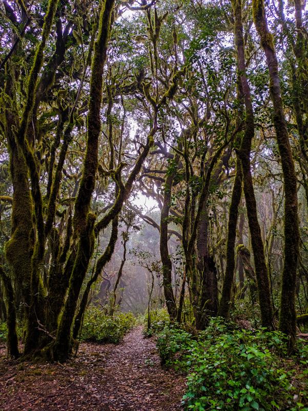 Der Lorbeerwald auf La Gomera