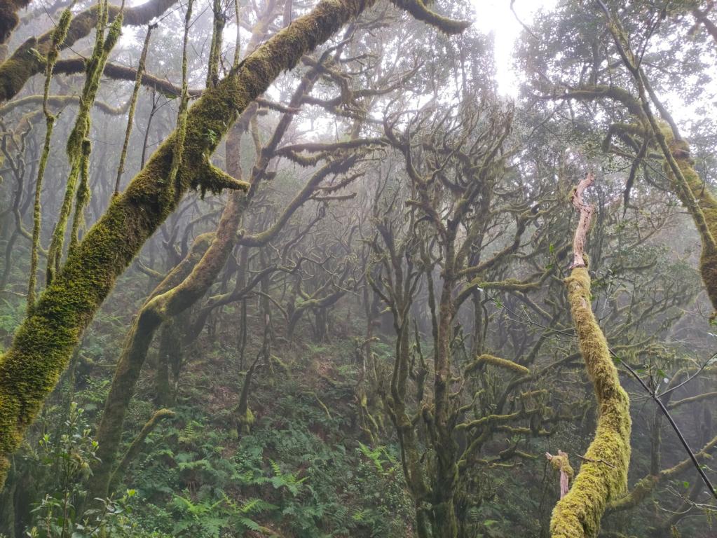 Rundwanderung durch La Gomeras Nebelwälder – wie in einer anderen Welt