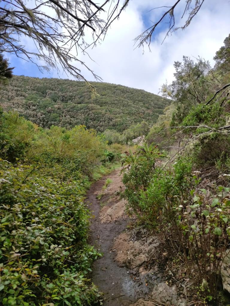 Wanderweg durch die Nebelwälder des Garajonay