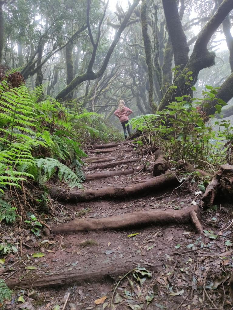 Wanderweg-durch-La-Gomeras-Nebelwälder