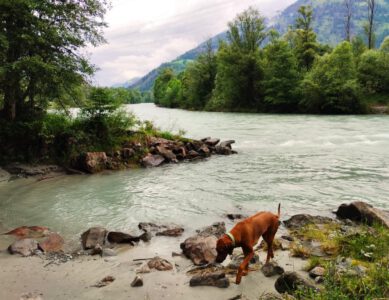 Iseltrail Etappe 1: Auenlandschaft und unberührte Natur von Lienz bis St. Johann