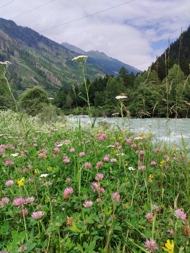 Aublick auf die blumengesäumten Ufer der Isel