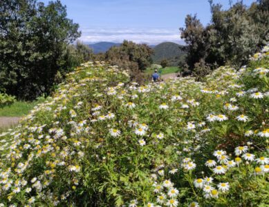 Altes Naturwissen neu entdecken: Willkommen „Am Wegesrand“