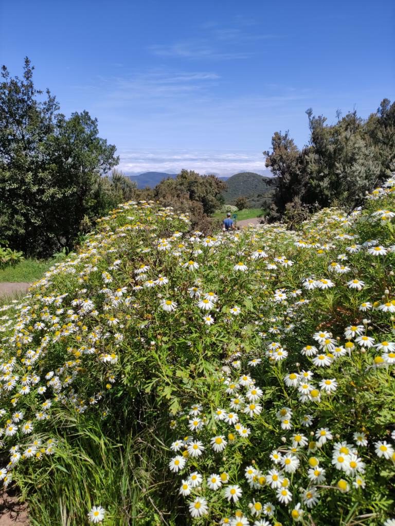 Blütenpracht am Alto de Garajonay