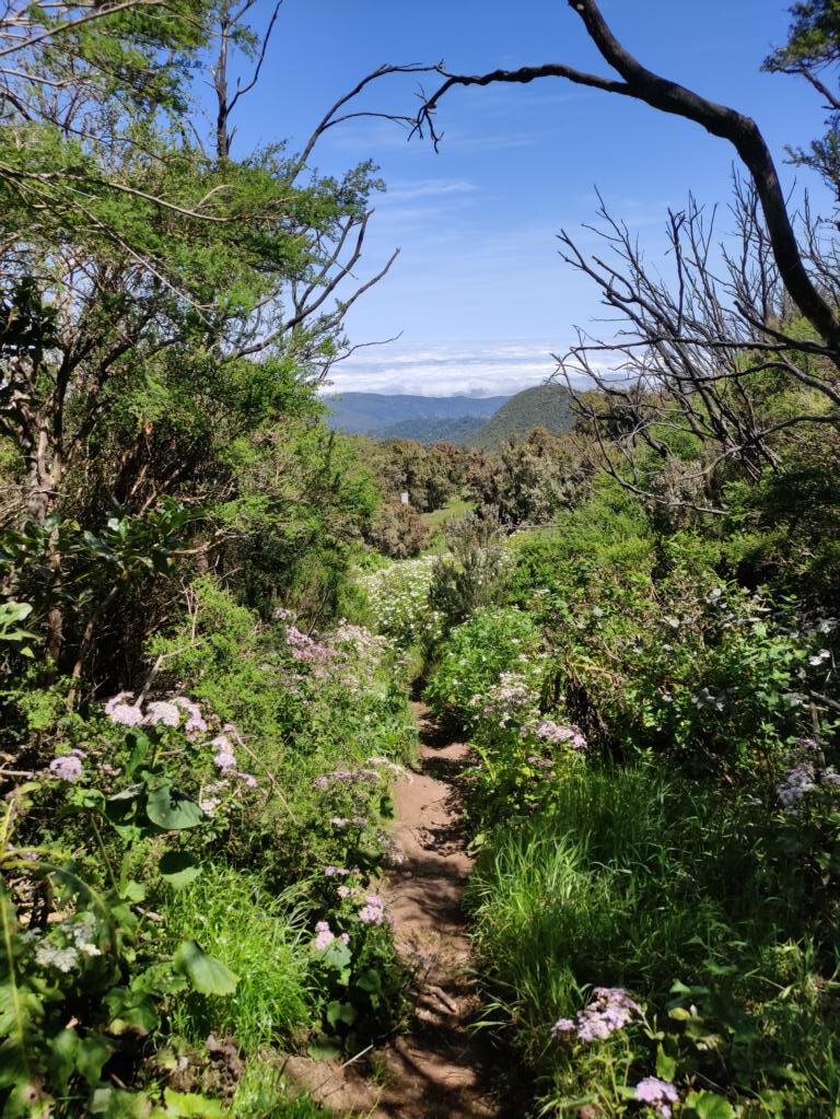 Schöner Wanderweg zum Alto de Garajonay