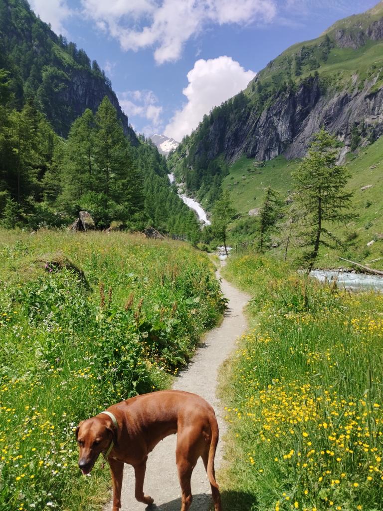 Bergwiesen im Umbaltal