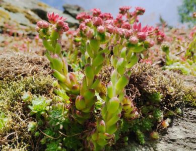 NaturLexikon – mein Naturwissen