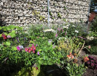 Insektenfreundliches Beet anlegen