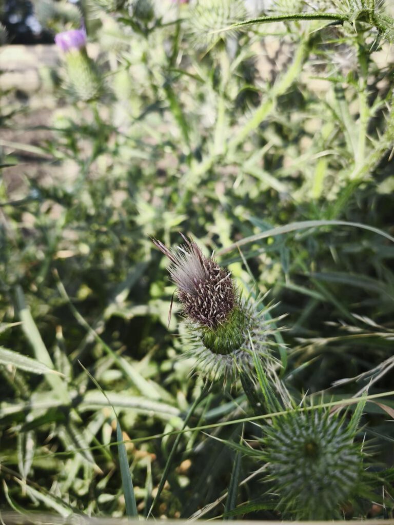 Samenstände der gewöhnlichen Kratzdistel