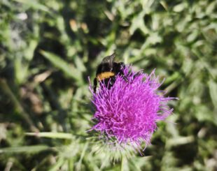 Lila Blüte der Lanzett-Kratzdistel mit Hummel
