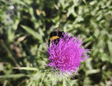 Wehrhafte Schönheit am Wegesrand: Warum die Lanzett-Kratzdistel mehr als nur Unkraut ist