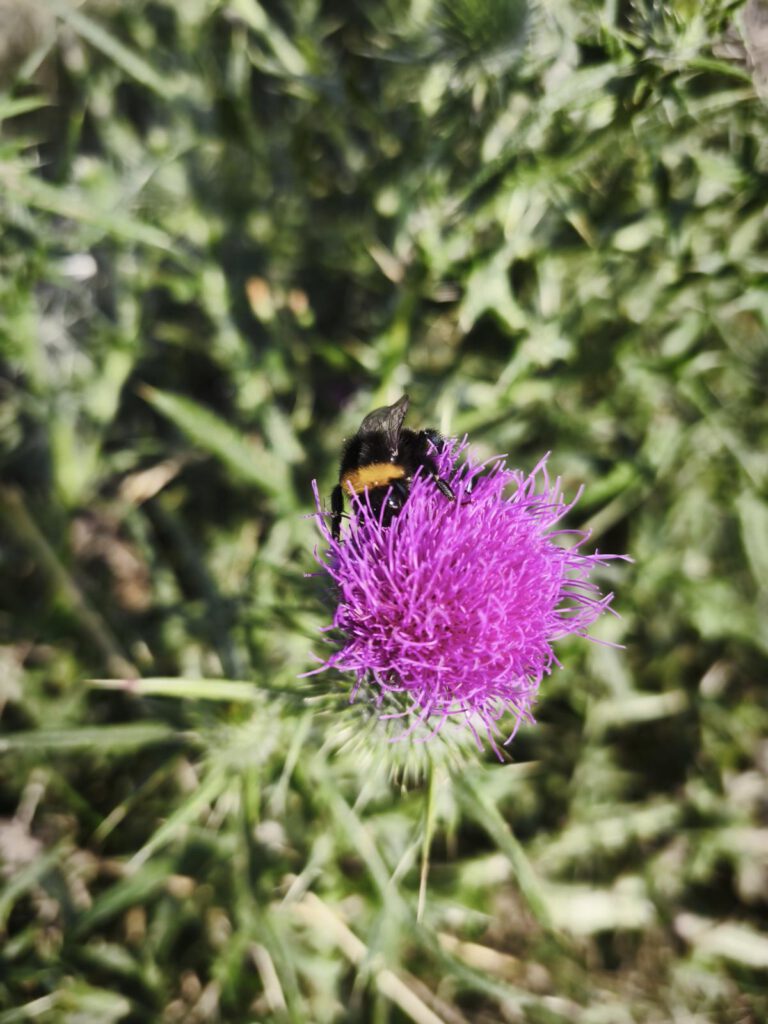 Lanzett-Kratzdistel mit Hummel