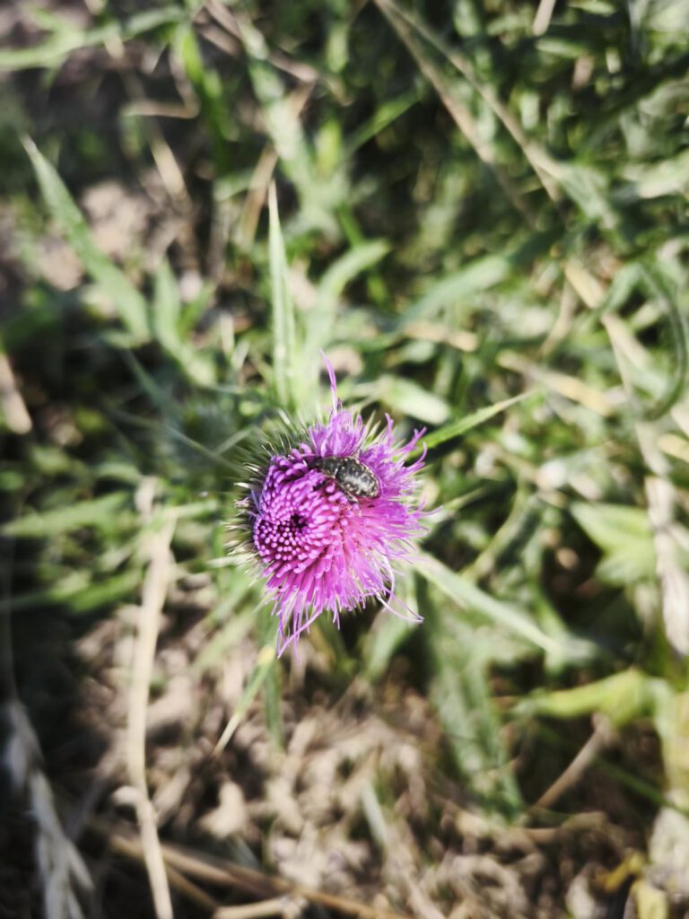 Kratzdistelrüssler auf der Lanzett-Kratzdistel