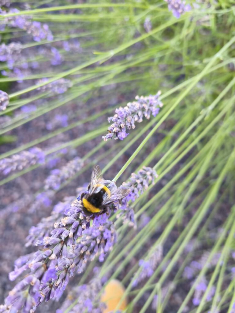 Hummel am Lavendel