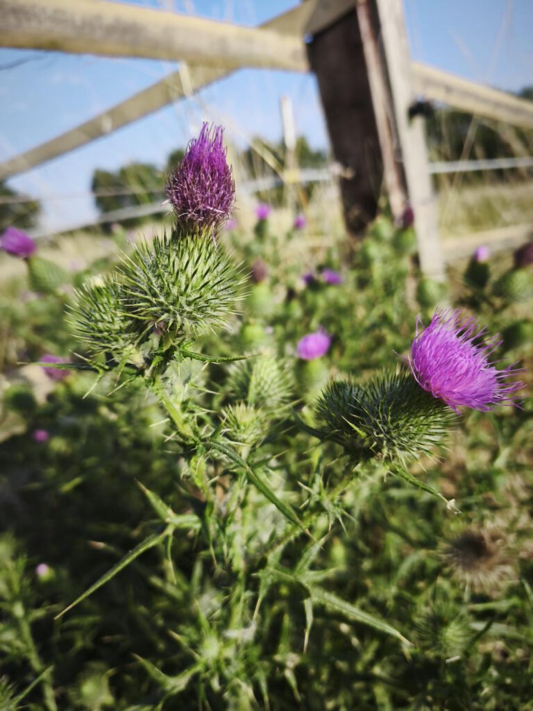 gewöhnliche Kratzdistel mit den typischen lanzenartigen Blättern