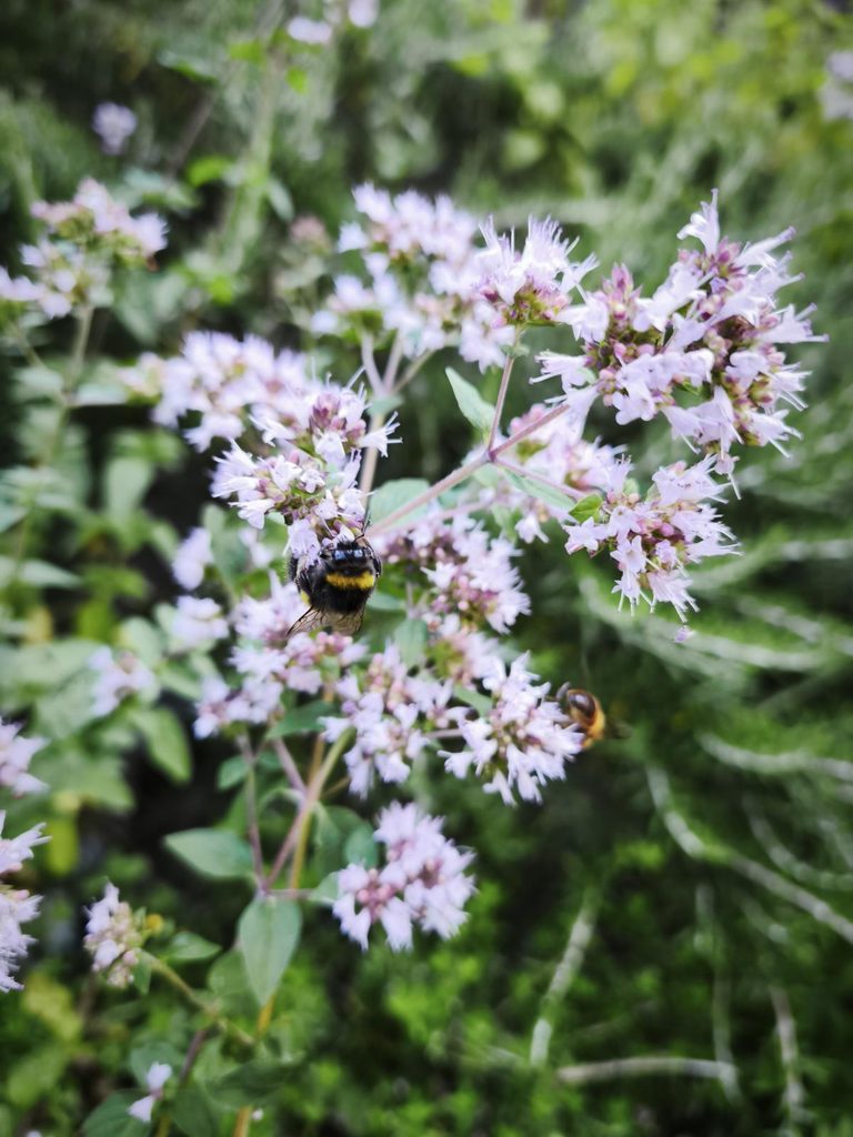 Hummel am Dost im Naturgarten
