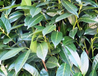 Einen Naturgarten anlegen – Vom Kirschlorbeer zum Hummelparadies