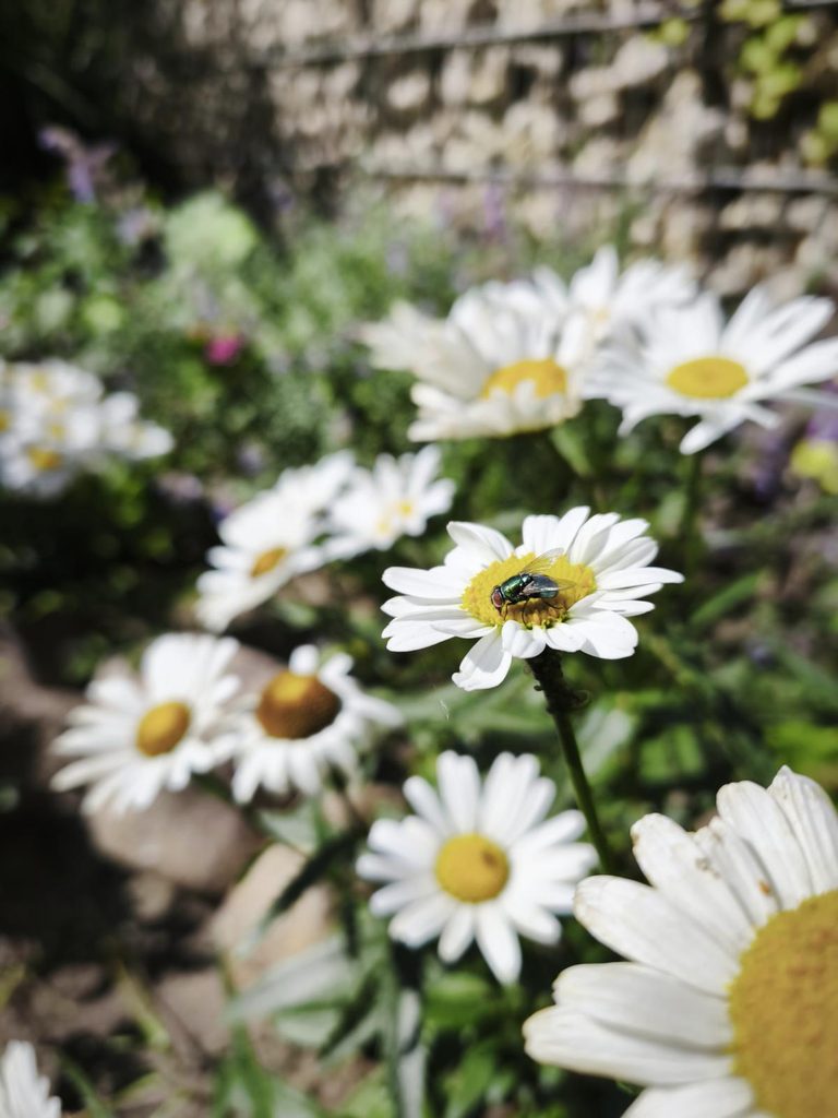 Margeriten - Insektenmagnet im Naturgarten